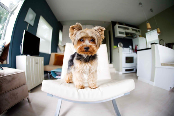 Tips for Sharing a Small Apartment with Your Dog