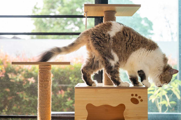 Finding the Purrfect Playground for Your Feline Friend